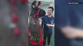 Therapy llamas visit Portland International Airport