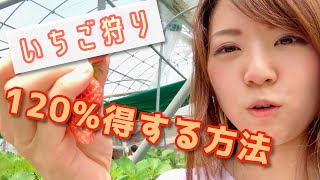 【美味】イチゴ狩りを120％楽しむ方法って？How to enjoy strawberry picking?｜#047 ズボラ女子レベッカのお料理チャンネル【レベチャンネル】