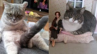 CAUT CAT FITING VIDEO// ANIMAL VIDEO// CAUT CAT FANNY VIDEO// HASATE RAHO INDIYA