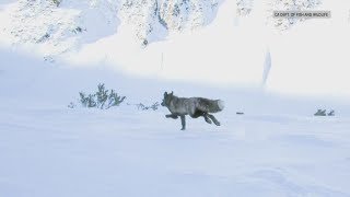 Scientists finally get GPS data on one of California’s rarest foxes