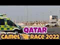 Qatar Camel Race 2022 #shorts