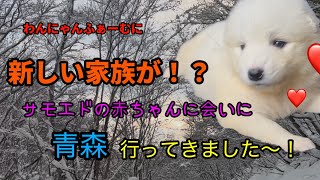 【サモエド】生後1ヶ月の仔犬に会いに…！！