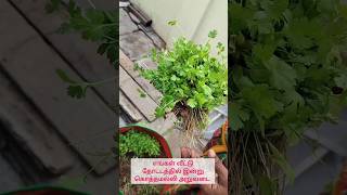 எங்கள் வீட்டு தோட்டத்தில் இன்று கொத்தமல்லி தழை அறுவடை #gardening #trending #trendingshorts #garden