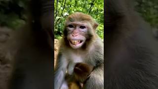 Monkey🐒Laughing🤣| Funny Video | #shorts #funny #monkey