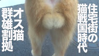 ボス猫なき住宅街、野良猫戦国時代に突入する　The stray-cat wars in the residential area