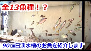 90㎝日本淡水魚水槽で飼っているお魚達を紹介します！【ハヤ、タナゴ、モロコ、底物】