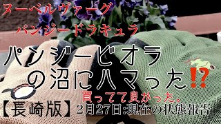 【ヌーベルヴァーグ・ドラキュラ】【第二形態】秋からの人は、驚愕してるはず！育ててよかった！ありがとうの感動のシリーズ