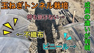 【家庭菜園】玉ねぎトンネル栽培の成長の違いが判明しました