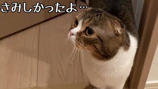 新居でのお留守番が寂しくて待ちかまえてた親子猫