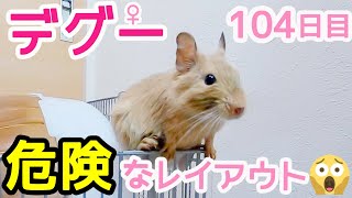 デグー 危険なレイアウトを改善しました degu｜ゆるVlog23