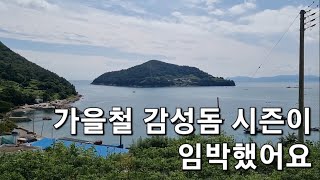 가을철 감성돔 시즌이 왔어요(9월 22일)