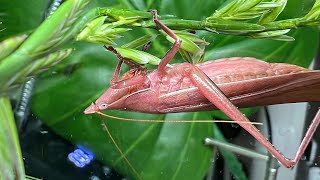 【ピンクのバッタ】ピンククビキリギスを飼育します！ - Pink Conehead Katydid