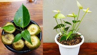 Try Single leaf to grow anthurium plant with banana | Anthurium Propagation