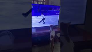 Maru chan admiring Yuzuru Hanyu! 😍⛸️❄️ #yuzuruhanyu #hanyuyuzuru #cat #figureskating