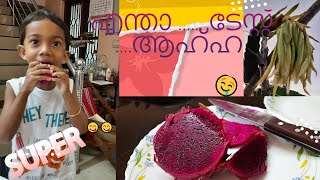 ഡ്രാഗൺ ഫ്രൂട്ട് കൃഷിയും പരിചരണവും | MY VAVU| Dragon fruit  farming |