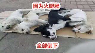 7只名犬陆续倒下，起因竟然是地上的火腿肠，处理结果令人欣慰