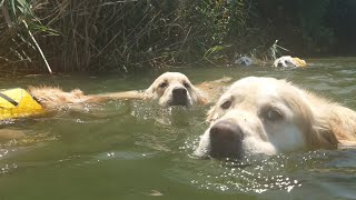 アイン村　2023.07.11　マヨとアイン村6子の計7頭で川遊び　　　　4K