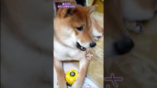 【柴犬】頑張って　チンベルしたのに　報酬が絶望的　#shorts