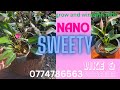 Nano sweetly සමගින් ලස්සනම වර්ග 07=6400(2024.11.12)