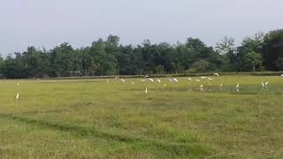 বগলী বগা ফোঁট দি যা//বগাকৈ বগলী বহলাই বহিছে বলুকাত বিয়লি বেলা।।