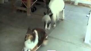 Horse Teaches Dog to Skateboard- PetTube