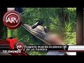 Otro ataque de lagarto en Florida | Al Rojo Vivo | Telemundo