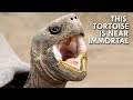 Tortoises: The Oldest Living Land Creatures in the World