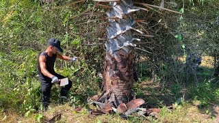 Incredible! Farmers Saved Palm Trees Clearing Decaying Trunks \u0026 Vines for Power Growth