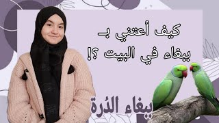 معلومات عن ببغاء الدرة🦜|غذائها الرئيسي🍎🥕|تنظيف الببغاء والقفص🧼| اللعب مع الببغاوات