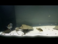 new 90g south american species aquarium