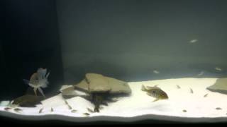 New 90g South American Species Aquarium