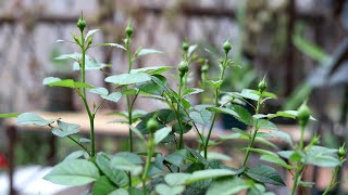 月季花冒花苞施什么肥？教你用2种，早早有花赏