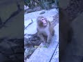 Monkey amazed by Magic Trick