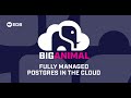 BigAnimal: Oracle Compatibility