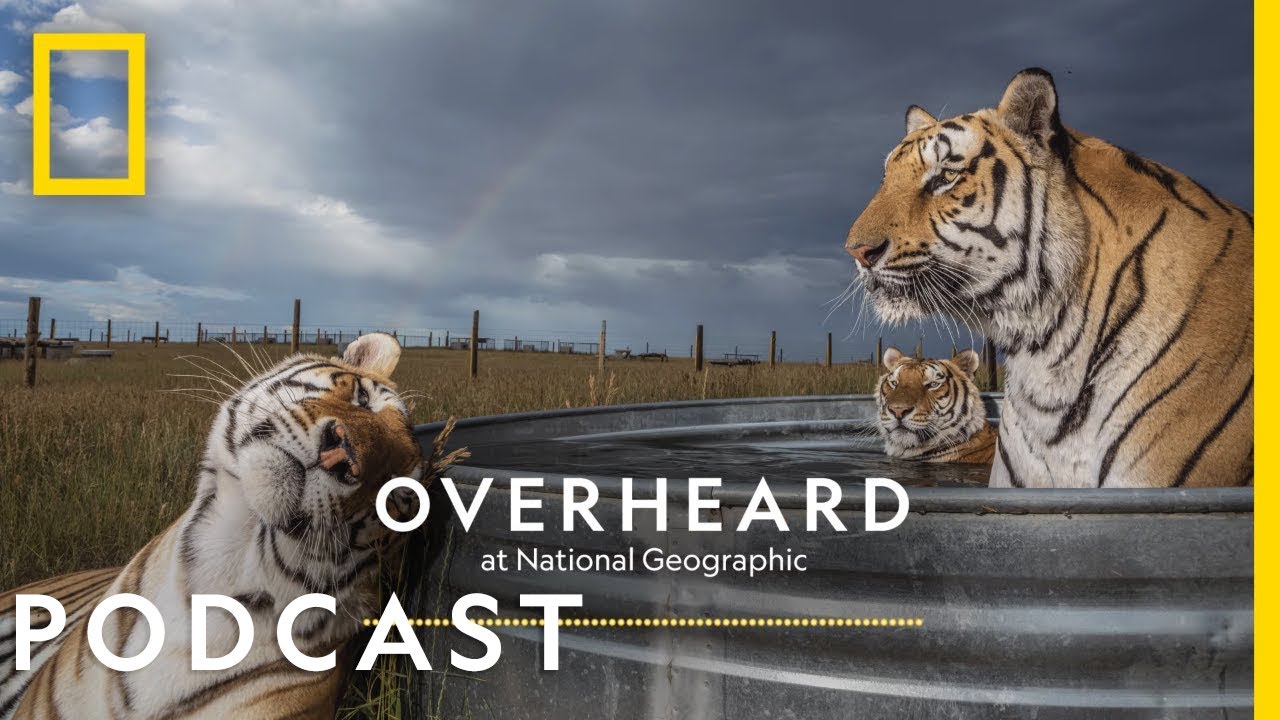 The Trouble With America’s Captive Tigers | Podcast | Overheard At ...