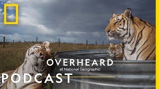 The Trouble with America’s Captive Tigers | Podcast | Overheard at National Geographic