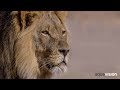 Lion Camp - Zambian Tourism