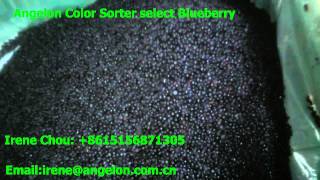 Angelon color sorter select blueberry Trieuse de couleur pour fruits