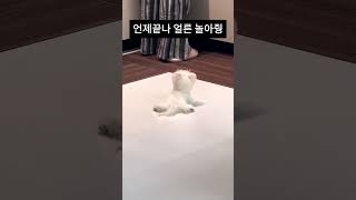 주인 기다리다 삐진 강아지의 반응은? 🥺 What Happens When a Puppy Gets Tired of Waiting? 🥺