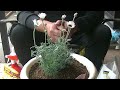 【花】ローダンセマムの育て方・植え付け