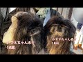 ＃ペキニーズ＃犬＃dog 【閲覧注意　犬の鳴き声】12歳のペキニーズと1歳の大型犬チャウチャウ大ケンカ勃発！その時愛犬は………