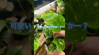 小さい斑入りモンステラ　タイコンステレーション　#monstera #大阪園芸店 #gardenえん