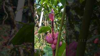 Pink Banana | காட்டு செவ்வாழை | Musa Velutina #shortsfeed #shortsvideo #allwinjilly