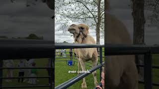 Kokomo Uncovered Creature Feature
