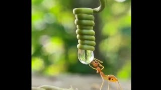 Thirsty ant drinks dewdrop from vines
