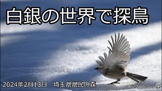 関東の探鳥　埼玉県県民の森2024年2月