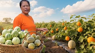地里百香果快成熟了，夫妻俩去种黄豆，摘两个香瓜跟家人一起分享 !#黄金百香果 #种黄豆 #香瓜_