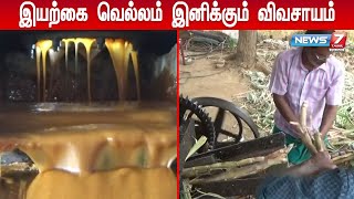 25 ஏக்கர் பரப்பளவில் இயற்கை முறையில் வெள்ளை  கரும்பு சாகுபடி