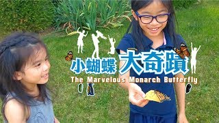 愛 ● 常傳 - 小蝴蝶‧大奇蹟 The Marvelous Monarch Butterfly