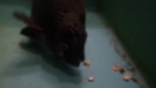 サルボウ貝を捕食するイシガキダイ　【水中映像】